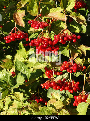 Baies rouges de Viburnum opulus Cranberrybush européenne nain (Canneberge, arbre…). Suzanne's garden (département Mayenne, Pays de la Loire, FR). Banque D'Images