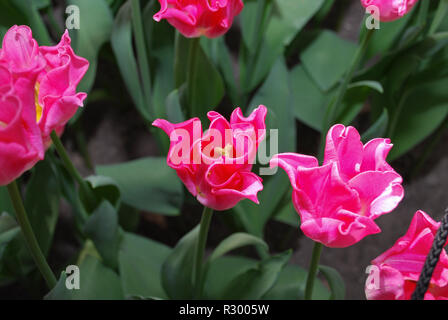 Tulip couronne de dynastie (Triumph Group) cultivées dans le parc. Printemps en Pays-Bas. Banque D'Images