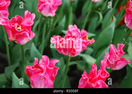 Tulip couronne de dynastie (Triumph Group) cultivées dans le parc. Printemps en Pays-Bas. Banque D'Images