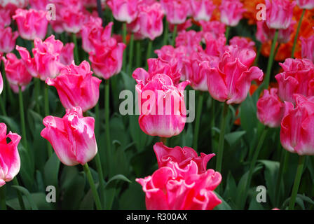 Tulip couronne de dynastie (Triumph Group) cultivées dans le parc. Printemps en Pays-Bas. Banque D'Images