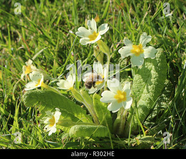 Primula vulgaris, primrose jaune commun, avec un travailleur se nourrissant de nectar d'abeilles Banque D'Images