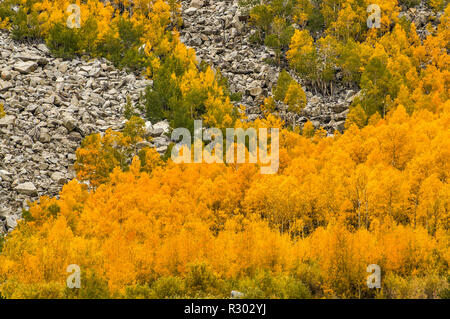 Trembles à l'automne le feuillage à Road à South Lake près de l'Évêque, l'Est de la Sierra Nevada, Californie, USA Banque D'Images