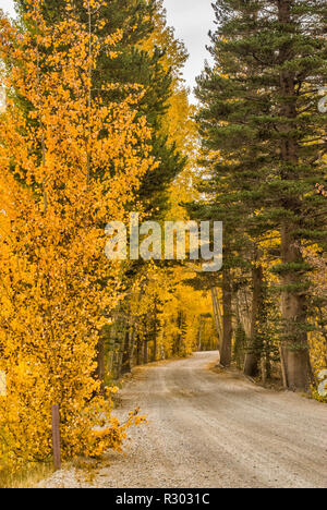 Trembles dans le feuillage à l'automne par la route du lac du nord près de Bishop, l'Est de la Sierra Nevada, Californie, USA Banque D'Images