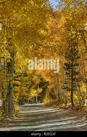 Trembles dans le feuillage à l'automne par la route du lac du nord près de Bishop, l'Est de la Sierra Nevada, Californie, USA Banque D'Images