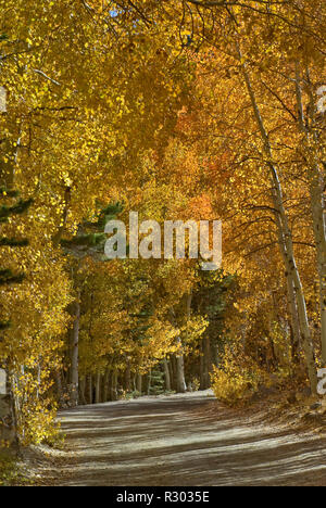 Trembles dans le feuillage à l'automne par la route du lac du nord près de Bishop, l'Est de la Sierra Nevada, Californie, USA Banque D'Images