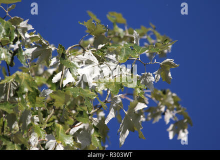 Beau feuillage blanc argenté de l'arbre Populus alba (Blanc Polaire) sur un fond de ciel bleu clair. Banque D'Images