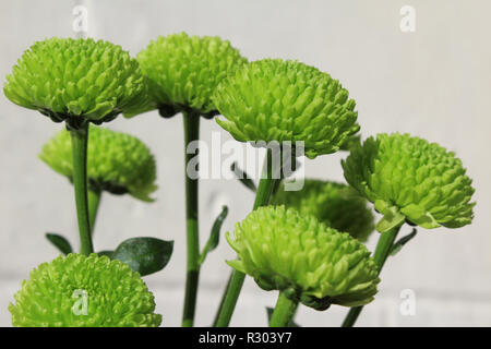 Groupe des chrysanthèmes verts, de plus en plus ensoleillées, à l'extérieur contre un mur blanc arrière-plan. Banque D'Images