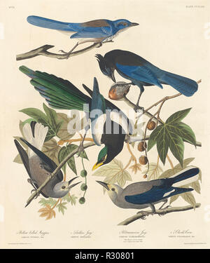 Yellow-billed Magpie, Stellers Jay Jay, l'Outremer et Clark's Crow. En date du : 1837. Dimensions : Plateau : 66 x 55,9 cm (26 x 22 in.) feuille : 100,3 x 67,6 cm (39 1/2 x 26 5/8 in.). Médium : à la main, gravure et aquatinte sur papier Whatman. Musée : National Gallery of Art, Washington DC. Auteur : Robert Havell après John James Audubon. John James Audubon. ROBERT HAVELL DER JÜNGERE. AUDUBON, JOHN JAMES. Banque D'Images