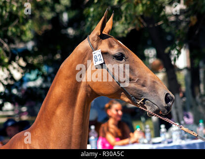 Portrait de chevaux akhal-teke. Banque D'Images