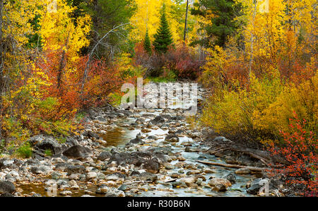 1 octobre 2018 : belles couleurs d'automne le long d'un ruisseau dans la douce Laurance S. Rockefeller Préserver, Parc National de Grand Teton, Jackson, Wyoming, USA Banque D'Images