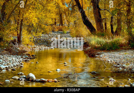 1 octobre 2019 : belles couleurs d'automne s'attarder le long du ruisseau de fossé à Grand Teton National Park, Jackson, Wyoming, USA. Banque D'Images