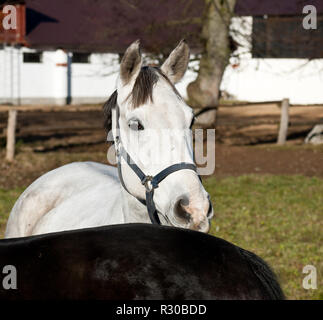 Cheval blanc dans une clairière Banque D'Images