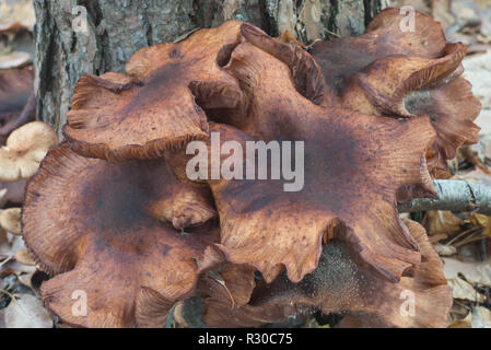 Grand Armillaria ostoyae eadible faire revenir les champignons dans la forêt macro Banque D'Images