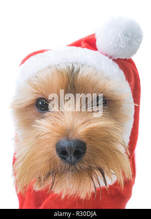 Yorkshire Terrier Puppy portant un chapeau de noël. Banque D'Images