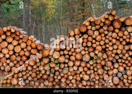 Grumes de pin dans la forêt prêt et en attente de transport. Banque D'Images