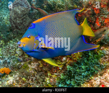 Les Maldives. Poisson ange Royal Caribbean est souvent trouvé sur les récifs coralliens. Banque D'Images