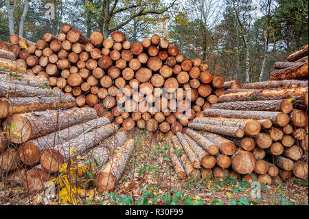 Grumes de pin dans la forêt prêt et en attente de transport. Banque D'Images