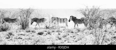 Un groupe de Burchell zèbre Des Plaines tête pour un point d'eau à travers la poussière dans le parc d'Etosha, Namibie. En noir et blanc. Banque D'Images