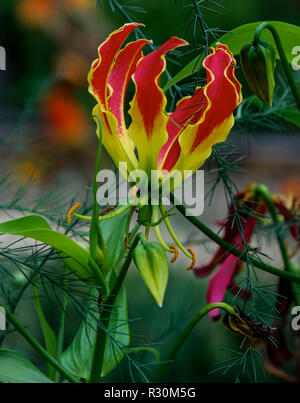 Fleurs isolées Gloriosa Lily aussi connu comme une flamme Lily Banque D'Images