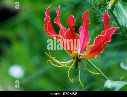 Fleurs isolées Gloriosa Lily aussi connu comme une flamme Lily Banque D'Images