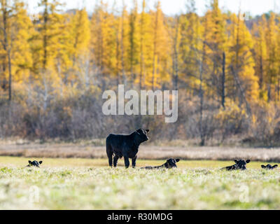 Laboratoire noir dans un pâturage de bétail sur un jour à la fin de l'automne Banque D'Images