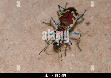 Big Sand Tiger Beetle Cicindela, formosa, homme Banque D'Images