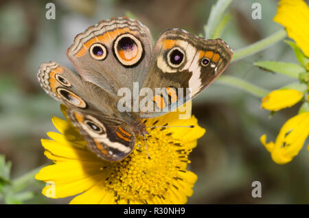 Junonia coenia Buckeye, commune, sur Crownbeard encelioides Verbesina, doré Banque D'Images