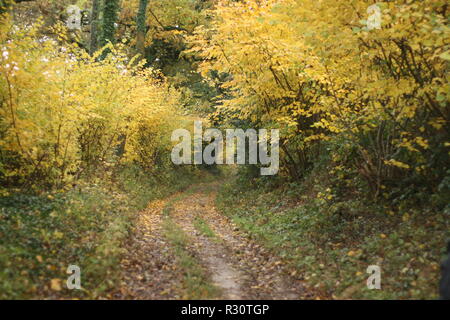 Lors d'une randonnée photo Nature à pied j'ai beaucoup d'autres comme cette espère que vous apprécierez ! Banque D'Images