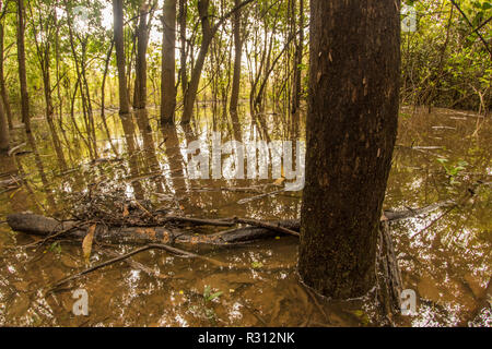 Pendant la saison des pluies le fleuve Amazone déborde de ses banques et les inondations forêt voisine comme ici dans le sud de la Colombie. Banque D'Images