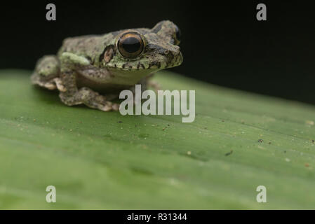 Buckley's slender-legged Grenouille d'arbre (Osteocephalus buckleyi) une espèce de grenouille rare du bassin amazonien d'Amérique du Sud. Banque D'Images