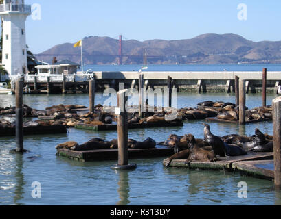 Port avec les lions de mer à San Francisco Banque D'Images