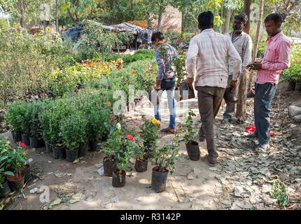 Chandigarh, Punjab, en Inde. 20 Nov, 2018. Les vendeurs sont vus arranging flowers au marché de Chandigarh.Chandigarh est une ville et un territoire de l'union de l'Inde qui est la capitale des deux États voisins de l'Haryana et du Pendjab. Chandigarh est bordé par l'État du Pendjab au nord, à l'ouest et le sud, et à l'État de Haryana à l'Est. La population de Chandigarh en l'année 2018 selon les données estimées est 1 230 763. Credit : Saqib Majeed/SOPA Images/ZUMA/Alamy Fil Live News Banque D'Images