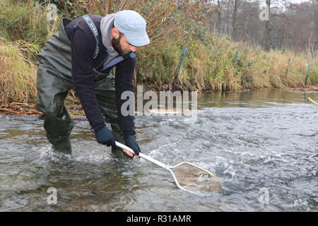 Zerbst, Allemagne. 21 Nov, 2018. Robert Wolf de l'Institut des pêches continentales pour Potsdam-Sacrow saumon endroits dans la rivière Nuthe près de Zerbst. Sous le régime de poissons grands migrateurs de Saxe-Anhalt, 20 000 poissons élevés au Danemark seront relâchés dans la rivière Nuthe près de Zerbst. Ils sont de migrer d'ici à la mer du Nord, la Norvège et grandir avant de revenir ici après trois ans, de se reproduire et de se multiplier. Crédit : Peter Gercke/dpa-Zentralbild/ZB/dpa/Alamy Live News Banque D'Images