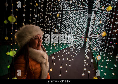 Kew Gardens, London, UK. 21 Nov 2018. Une passerelle de centaines de rubans de lumière suspendu - Kew à Noël, Kew Gardens - Anl allumé parcours dans l'après-Kew paysage sombre, éclairée de plus d'un million de lumières scintillantes. Ir s'étend du 22 novembre 2018 - 5 janvier 2019. Crédit : Guy Bell/Alamy Live News Banque D'Images