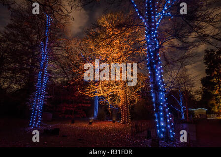 Kew Gardens, London, UK. 21 Nov 2018.Kew à Noël, Kew Gardens - Anl allumé parcours dans l'après-Kew paysage sombre, éclairée de plus d'un million de lumières scintillantes. Crédit : Guy Bell/Alamy Live News Banque D'Images