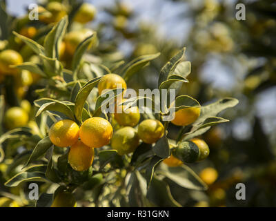 Succursale de mini oranges (Kumquat) arbre dans le verger Banque D'Images