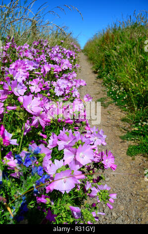 Rose Sauvage musk mallow fleurs poussent sur le bord d'un sentier de pays Banque D'Images