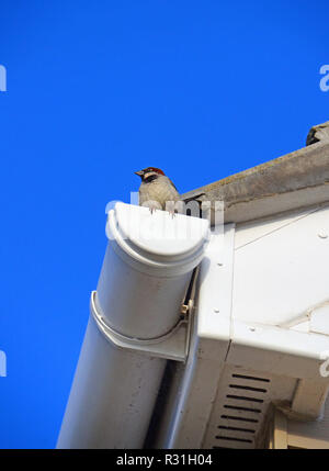 Le moineau domestique est assis sur un toit en été de vidange Banque D'Images