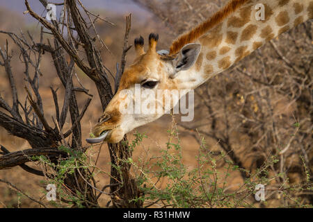 Girafe (Giraffa angolais Giraffa angolensis), l'alimentation animale sur l'acacia, portrait, Erindi Game Reserve, Namibie Banque D'Images