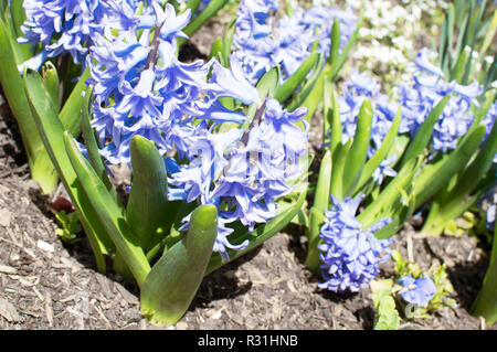 Les abeilles pollenating un bouquet de jacinthes blanches. Banque D'Images