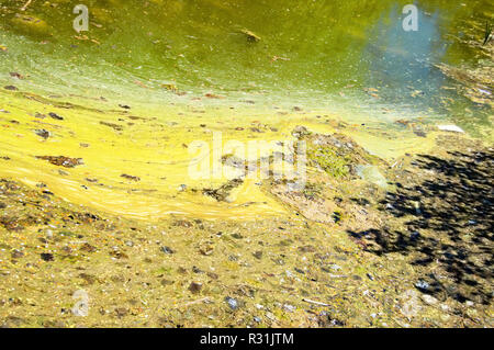 L'eau stagnante, marbré dans un beau ruisseau. Banque D'Images