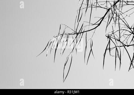 Les gousses longues branches suspendues en noir et blanc. Banque D'Images