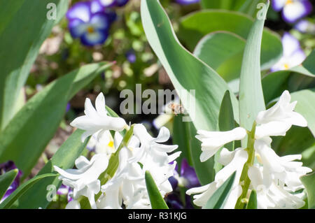 Les abeilles pollenating un bouquet de jacinthes blanches. Banque D'Images