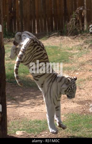 Tigre blanc Banque D'Images