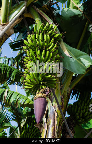 Plantation de bananes dans les montagnes, Tenerife, Canaries, Espagne Banque D'Images