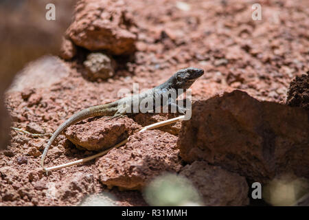 Un lézard profitant du soleil sur un rocher à Tenerife, îles Canaries, Espagne Banque D'Images