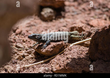 Un lézard profitant du soleil sur un rocher à Tenerife, îles Canaries, Espagne Banque D'Images