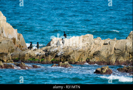 Grands cormorans assis sur un rocher en mer, Blanes, Espagne Banque D'Images