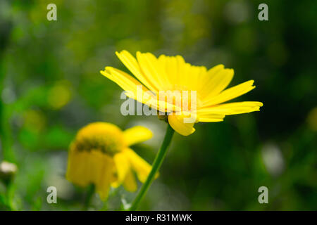 L'ACPT tinctoria, le golden marguerite jaune, camomille, camomille ou oxeye Banque D'Images