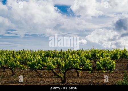 Domaine des vignes au début du printemps en Catalogne, Espagne Banque D'Images